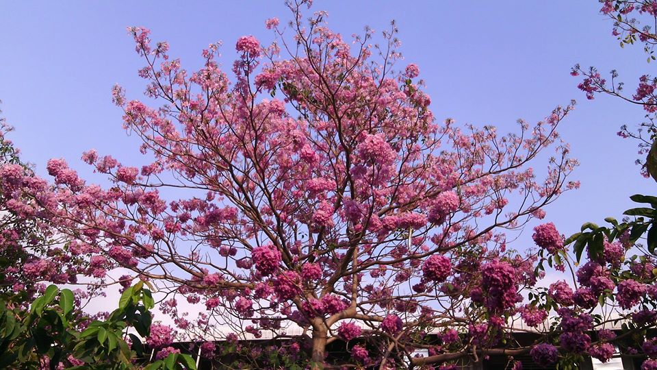 ホーチミンの八重桜